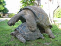 Užívající si želvy (Shad0wec) - Známka: 2, váha: malá