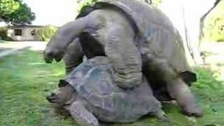 Too bad "turtle sex" isn't an option on my noise machine, it's so soothing.