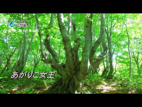にかほ市観光PR動画2018⑤「中島台・獅子ヶ鼻湿原」