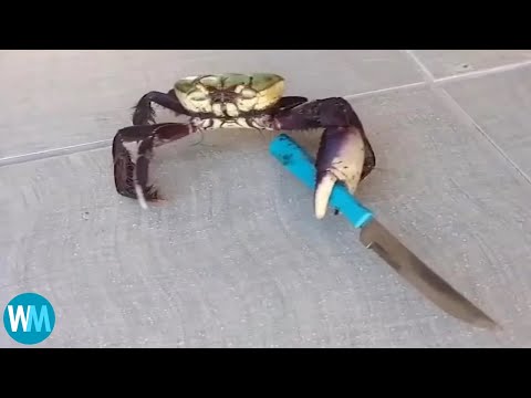 Top 5 crab