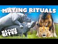 Love In The Wild Animal Mating Rituals Nature Bites