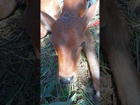 gay ke bachade hashtags what #cow #viral