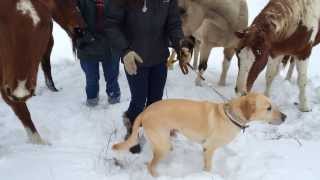 Labrador Retriever Meets Horses for the First Time
