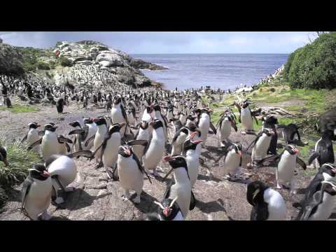 Expedition to Snares Islands