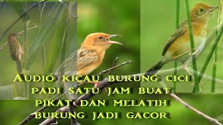 Download lagu Kicau Burung cici padi Satu jam untuk pikat dan melatih burung jadi gacor mp3