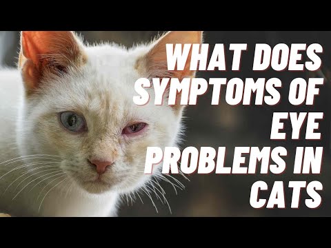 What Does Symptoms of Eye Problems & Diseases in Cats