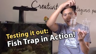 Fish Trap in Action!  How to catch a fish in your aquarium