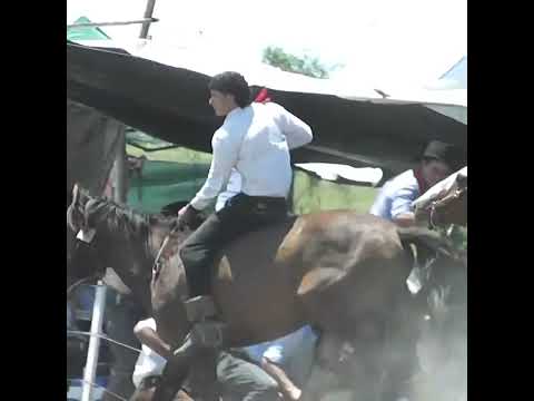 Monta en clina La PUCHA PAISANO en Nelson Santa Fe