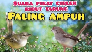 Download lagu Jernih !! Suara Pikat Ciblek Ribut Tarung Paling Ampuh mp3 Download lagu Jernih !! Suara Pikat Ciblek Ribut Tarung Paling Ampuh mp3