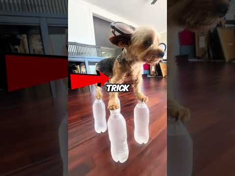 The Most Focused Dog Ever 😳🐶