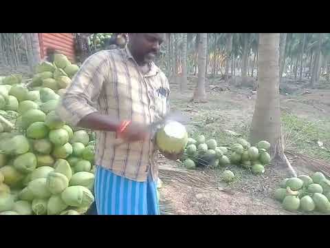 Raw coconut in pollachi