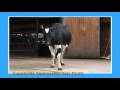 Bio Find Ich Kuh L Mitmachvideo 2008 2009