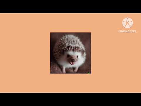 Safewerd - The Hard Song (slowed)