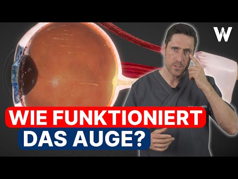 Gesund SEHEN: Wie funktionieren unsere AUGEN? Wie Dein Gehirn Bilder entstehen lässt!