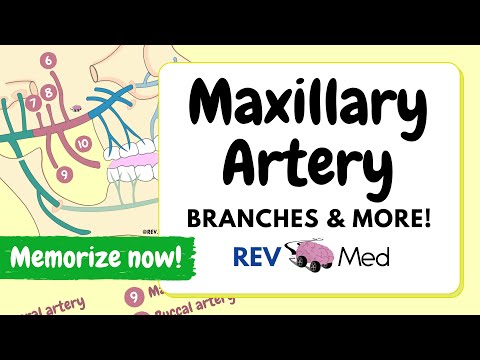 Maxillary Artery: Memorize Branches (Under 2 mins!)