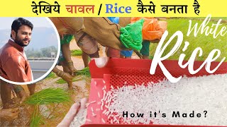 Rice : How it’s Made? || चावल कैसे बनता है ? || Farming Engineer ||