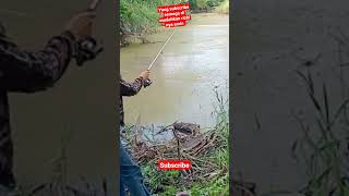 Download lagu sensasi strike ikan liar #shorts #shortsvideo #shortsyoutube #viral mp3