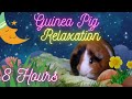 Something To Make Guinea Pigs Smile 8 Hours Of Calming Music Relaxation For Guinea Pigs