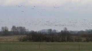 preview picture of video 'White-fronted Geese (Anser albifrons), Bronkhorsterwaarden, 12 feb 2010'