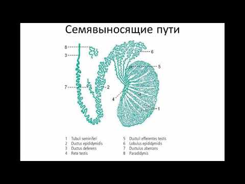 Можно ли лечить сустав человека Герпес болезни суставов