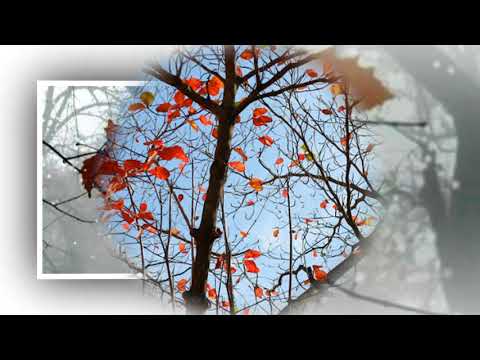 CHIẾC LÁ MÙA ĐÔNG