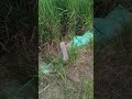 Ngintip Cewek Mandi Sungai