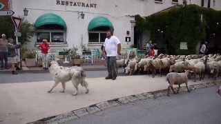 preview picture of video 'Transhumance les moutons à Castellane 2014'