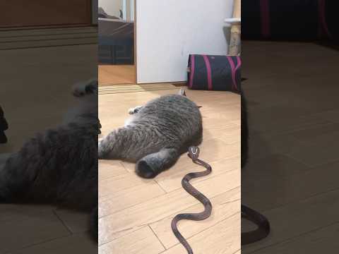 Nagulat na pusa sa ahas #share #shortsfeed #shortvideo #shortsviral #cat #animals #animal #fyp