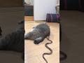 Nagulat Na Pusa Sa Ahas Share Shortsfeed Shortvideo Shortsviral Cat Animals Animal Fyp