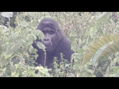Gorilla Trekking