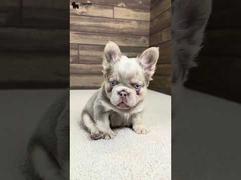 Video 1
