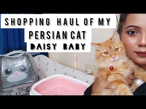 Shopping Haul Of My Persian Cat DAISY BABY 2022#persiancat#catlover#cat#toys#harness#kitten