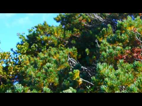 ハイマツ、ハイマツ 植物