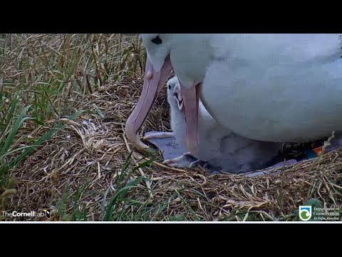 Royal Albatross ~ Great Closeups Of OGK Feeding His Chick! Colin's Morning Weigh-in ♥  2.5.22