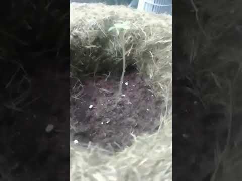 COOKIES GELATO AUTOMATIC ( ROYAL QUEEN SEEDS) TAG 3, die ersten blätter zeigen sich