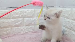 ブリティッシュショートヘアの動画01