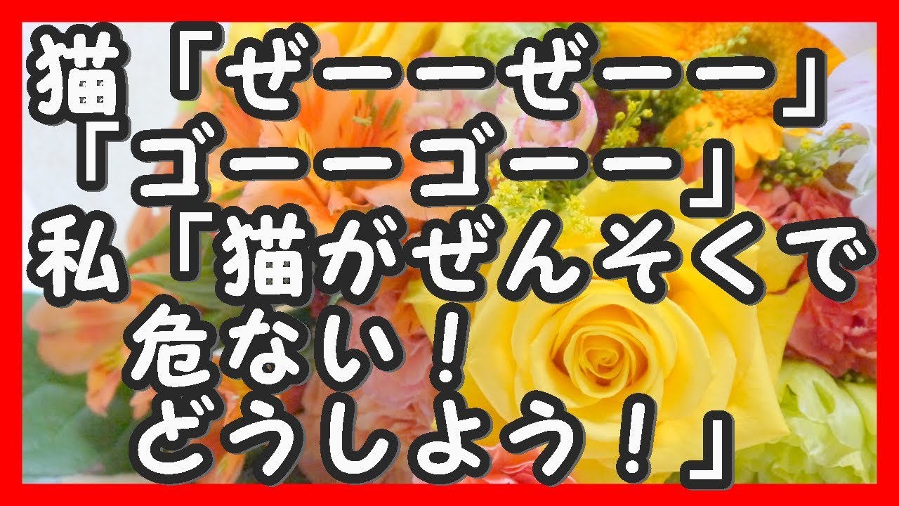 仔猫を譲り受けたら。猫が「ぜーーぜーー」「ゴーーゴーー」私「猫が喘息で危ない！どうしよう！」 ほっこりする話 和む話