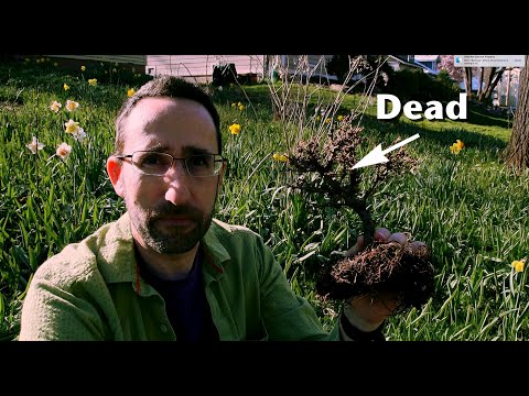 Why is my bonsai dead?