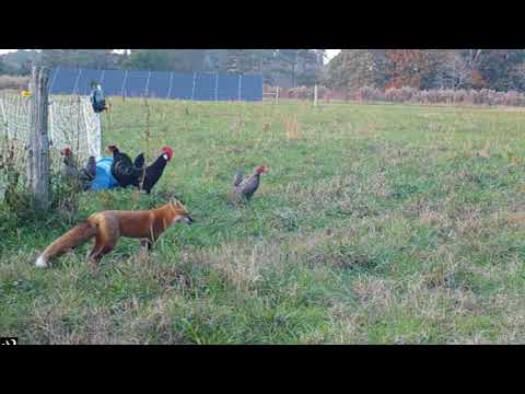 Lov lisice na kokošku - Fox Chicken Thief
