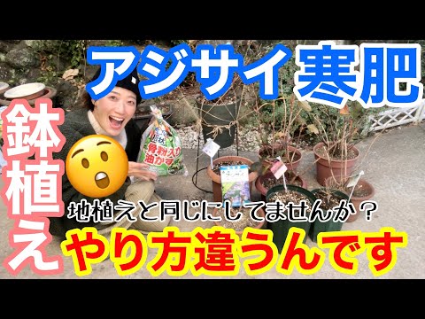 アジサイに最適な肥料は何ですか?開花を促進するには、肥料、コーヒーかす、または重炭酸塩でしょうか?  庭園