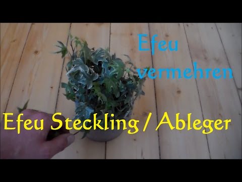 Propagating ivy (hedera helix) - Making cuttings from house ivy - Ivy cuttings