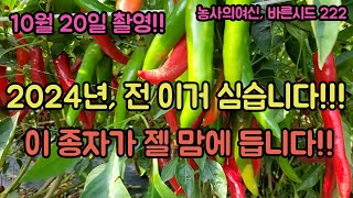 2024년에 심을 고추 종자!! 저희는 이걸로 내년에 고추 농사 올인합니다!! 고추 농사 잘 짓는 법 대공개…