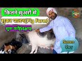 कितने सुअरों से सुकर पालन कि शुरुआत कर