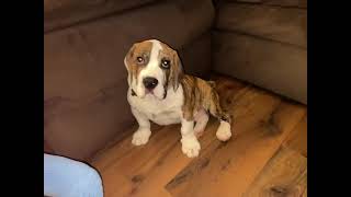 Beabull Puppies Videos