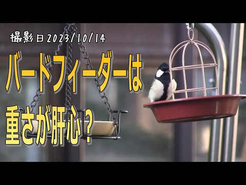 ヨーロッパゴシキヒワ、Cardueles Carduelis