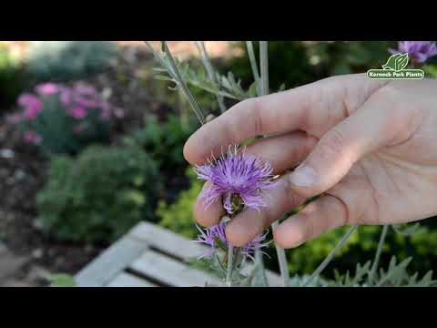 Centaurea 'Silver Feather' - Perfect Perennials - Kernock Park Plants 2021 Introductions