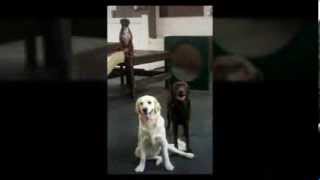 preview picture of video 'Rover Kennels - Dog Boarding in Culver City, CA'