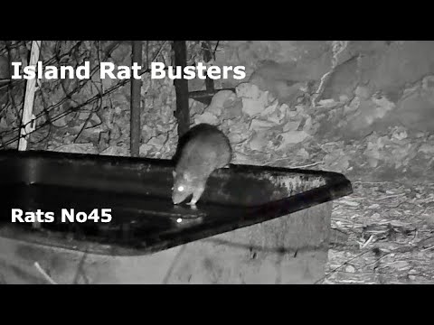 Rats No45