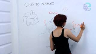 Ciclo do carbono