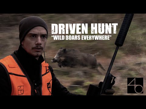 DRIVEN HUNTING for wild boar - Härkila 40 Years anniversary | Jakt är Jakt